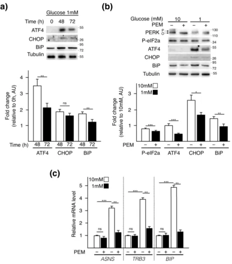 Figure 3. Pemetrexed constrains unfolded protein response (UPR) activation by glucose starvation.