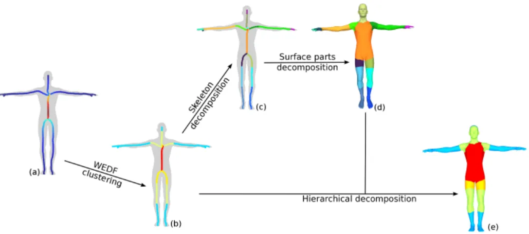 Figure 1: Pipeline of our hierarchical decomposition. Starting from a 3D shape and its curve skeleton, we compute a new measure called WEDF on the curve skeleton (a) and, by clustering WEDF values, we decompose the skeleton into hierarchical parts (b)