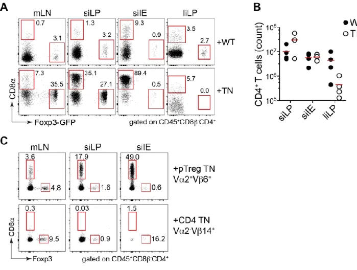 Figure 2.6 Naïve CD4 +  TN T cells from pTreg TN/RKO expand and differentiate into pTregs and CD4 IELs