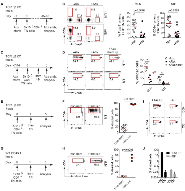 Figure 2.10 pTreg and CD4 IEL  development and expansion are dependent on the microbiota