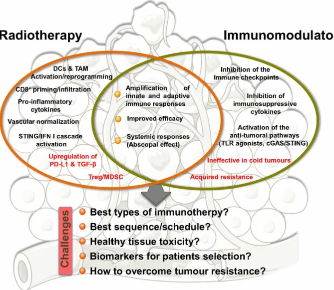 Fig. 2.  Strengths, weaknesses and challenges of radiotherapy and immunotherapy combinations.