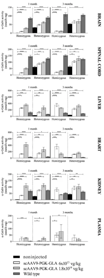 Figure 5. Activity of a-GalA Is Restored in FD Mice Treated with scAAV9- scAAV9-PGK-GLA at Presymptomatic and Symptomatic Stages