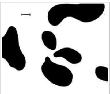 Figure 8: Example of a dappled system obtained with Turing’s re- re-action/diffusion system