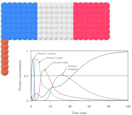 Figure 14: Chavoya’s French flag and its protein concentration curves. This problem puts to the test cell differentiation  capaci-ties of developmental models