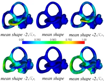 Fig. 3. Mean shape and first modes of variation on 15 osseous labyrinths. The magnitude of the deformations around the mean are mapped