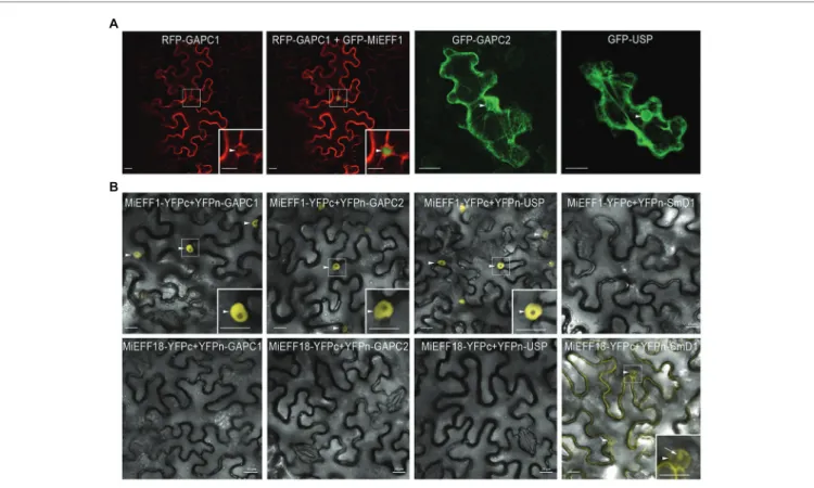 FIGURE 2 |  MiEFF1 interacts with AtUSP, AtGAPC1, and AtGAPC2 in planta. (A) Localization of GFP-AtUSP, -AtGAPC1, and -AtGAPC2 in Nicotiana benthamiana  epidermal leaf cells