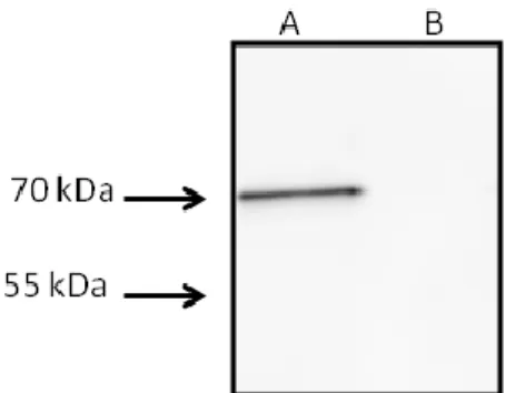 Fig. S1. Western blotting of secreted fractions from cultures of (A) wild-type AMB-1 and (B)  the Δmaf mutant