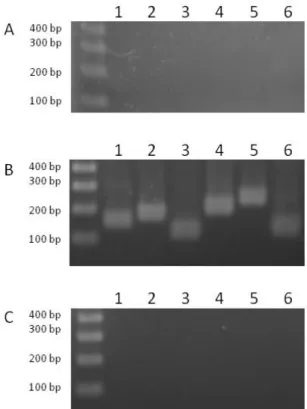 Fig.  S2.  Expression  of  genes  from  the  cluster  putatively  involved  in  Pse5Ac7Ac  cluster  biosynthesis