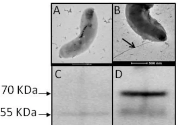 Fig.  S3.  Electron  micrographs  of  AMB-1  (A)  Δ0715  mutant,  (B)  the  complemented  Δamb0715  mutant,  and  the  corresponding  hybridization  with  polyclonal  anti-flagellin  antibody of total protein extract from (C) the Δamb0715 mutant, and (D) t