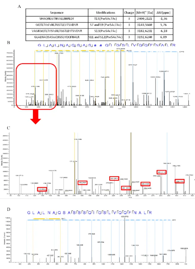 Fig.  S4.  Results  of  tandem  mass  spectrometry  analysis  (A)  List  of  Pse5Ac7Ac  modified  peptides  of  digested  wild-type  AMB-1  flagellin  identified  by  LC-MS/MS