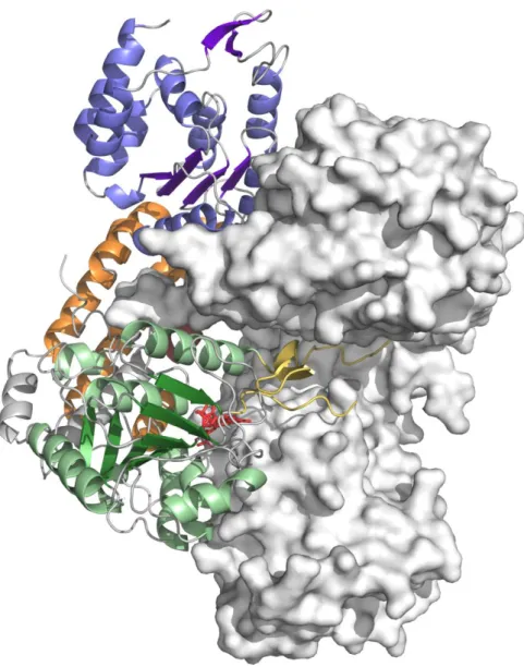 Fig. S5. The artificial dimer of Maf as observed in the crystal structure. A ribbon diagram of  Maf colored as in Fig