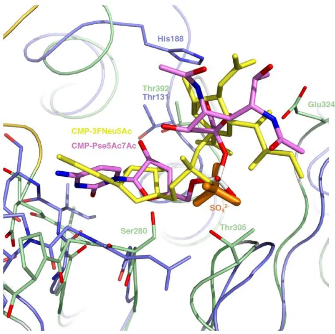 Fig.  S7.  Donor  sugar  binding  to  Maf  and  C.  jejuni  Cst-II.  Superposition  of  the  central   