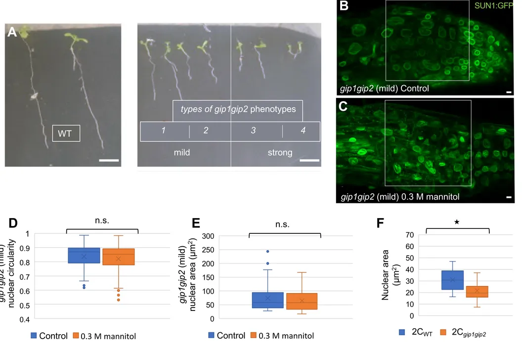 Figure S2. Characterization of the gip1gip2 mutant, related to Figure 2: (A) Nine days-old-seedlings : mild (type 1-2) and severe (type 3-4) phenotypes of the gip1gip2 mutant can be distinguished from WT based on the length of their main root