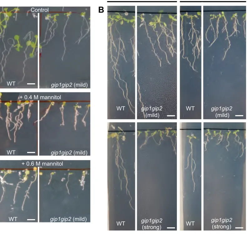 Figure S3. Phenotype of the gip1gip2 mutant and WT seedlings in presence of various mannitol concentrations, related to Figure 3