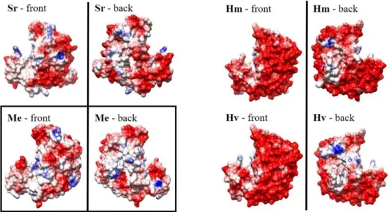 Figure 6. Coulombic surface maps for both sides of the Salinibacter ruber (Sr), Haloarcula morimortui  (Hm), Haloferax volcanii (Hv) and Methylobacterium extorquens (Me) malate dehydrogenases