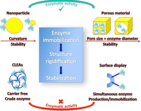 Figure 8. Strategies for enzyme stabilization in the immobilized state. 