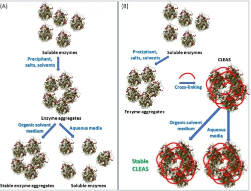 Figure 9. (A) formation and redissolution of enzyme aggregates, (B) stable CLEA preparation