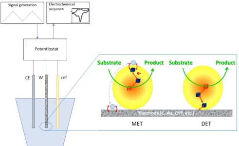 Figure 10. Scheme of a typical bioelectrochemical experiment showing the set up and the adsorp- adsorp-tion of a protein on the electrode surface either in a MET or a DET mode