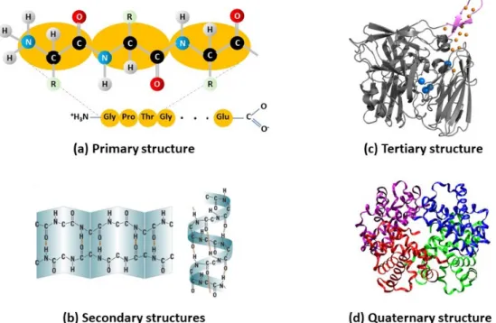 Figure 1. The four levels of protein structures determine the enzyme function. 