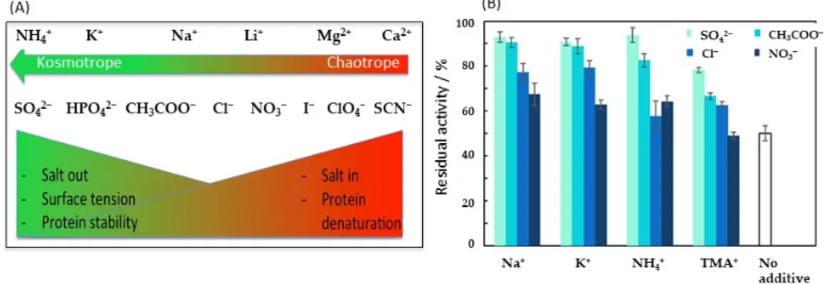 Figure 3. Salt effect on enzyme stability. (A) Hofmeister series and effect on protein properties