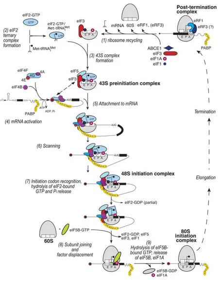 Figure 2 -  Schéma de l’initiation de la traduction eucaryote. (D’après la revue Jackson J