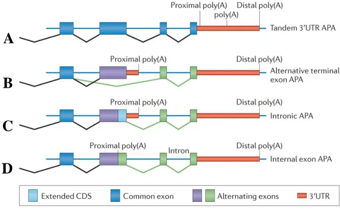 Figure  4 :  Différentes  localisations  des  sites  de  polyadénylation  alternatifs  sur  la  séquence  ARNm (d’après la revue  Elkon R.