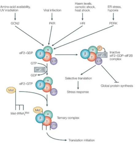 Figure  5  Phosphorylation  de  la  sous-unité  alpha  du  facteur  eIF2  lors  d’un  stress  cellulaire