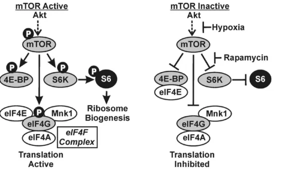 Figure 6 Inhibition de la traduction par la voie mTOR (d’après Kudchodkar et al., 2004 (188))   L’inactivation de la voie mTOR inhibe la formation du complexe eIF4F en favorisant la liaison de  4E-BP au facteur eIF4E et inhibe la synthèse des ribosomes
