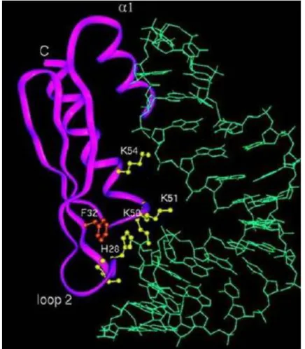 Figure 10 Le domaine RBD de la protéine dStaufen. Analyse de la liaison du RBD3 (violet) de la  protéine dStaufen à l’ARN (vert)  (d’après Ramos A