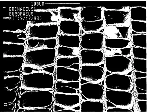 Figure  1.7: Hedgehog  spine  longitudinal  section:  detail  [4].