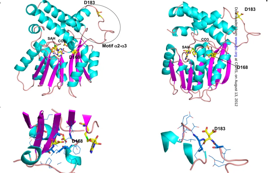 Fig. S2. Structure modeling of the PcaA phosphomimetic T168D/T183D mutant. (A) Overall views separated by 45°