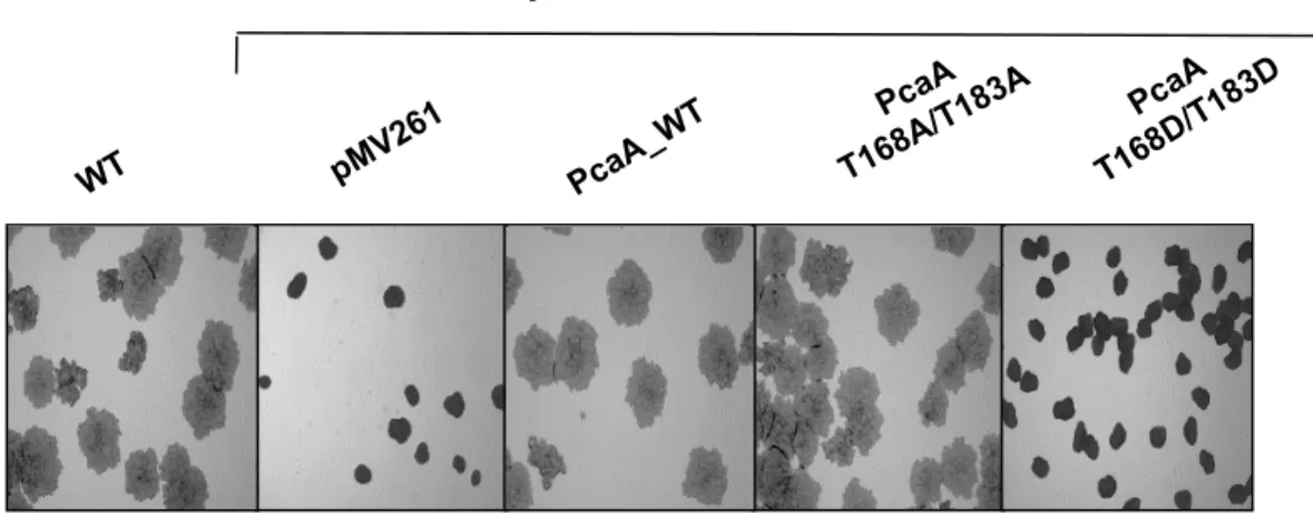 Fig.  S3. Alteration  of  mycobacterial  growth.  M.  bovis  BCG  ΔpcaA  transformed  with  the  various  plasmids  were plated on Middlebrook 7H10 supplemented with OADC and incubated at 37°C for 2-3 weeks