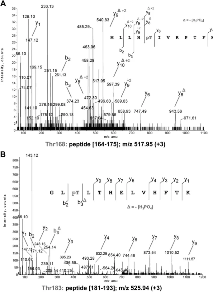 FIGURE 2.Identification of the PcaA phosphorylation sites. A, MS/MS spectra at m/z 517.95 ( ⫹ 3) of peptide (164 –175) of PcaA