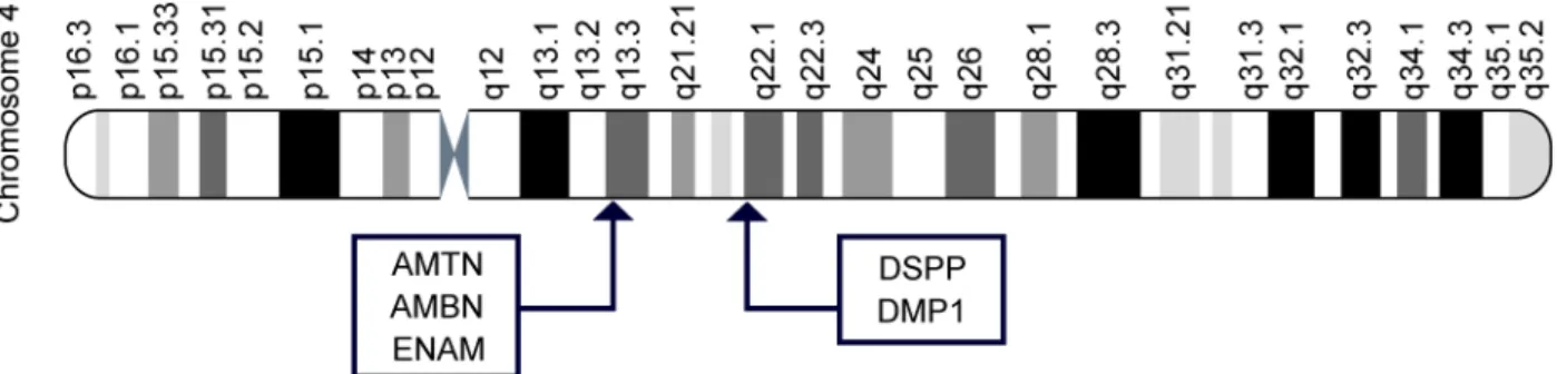 Fig 4. Localization of tooth protein genes in two clusters on chromosome 4.