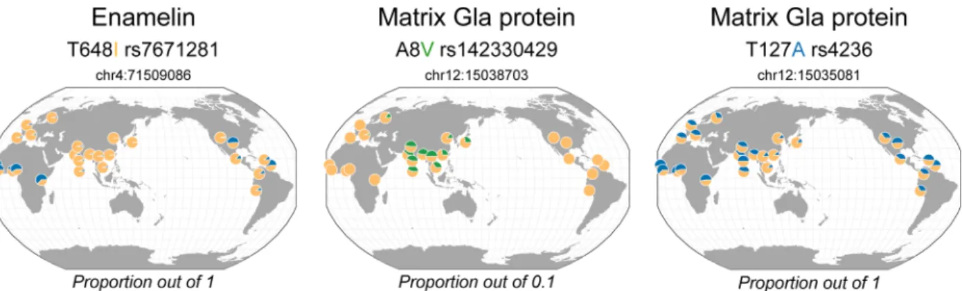 Fig 1. Geographical distribution of the dental protein variants common to archaic hominins in living people