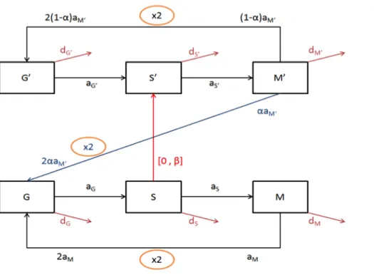 Fig. 3. State transition model of cell cycle and EdU labeling. According to the FACS 228 