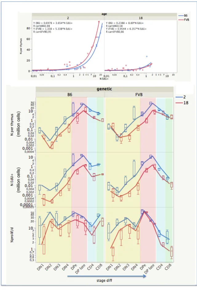 Fig. 7. Quantification of dividing cells during thymocyte differentiation. 