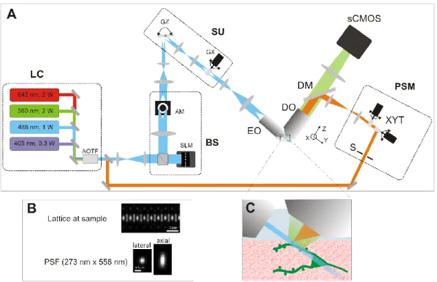 Figure  1:  A  Lattice  light-sheet  microscope  (LLS). LC:  four  wavelengths  laser  combiner;  BS:  beam  shaper  composed  of  a  spatial light modulator (SLM) and an annular mask (AM); SU: scanning unit with Z and X galvos (GZ and GX) translates the  