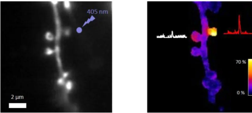 Figure 5 : GCaMP6f was expressed in a sparse subset of neurons in an organotypic rat brain slice using FLEx-Cre recombinase  (GCaMP6-FLEx  +  Cre  (100:1))