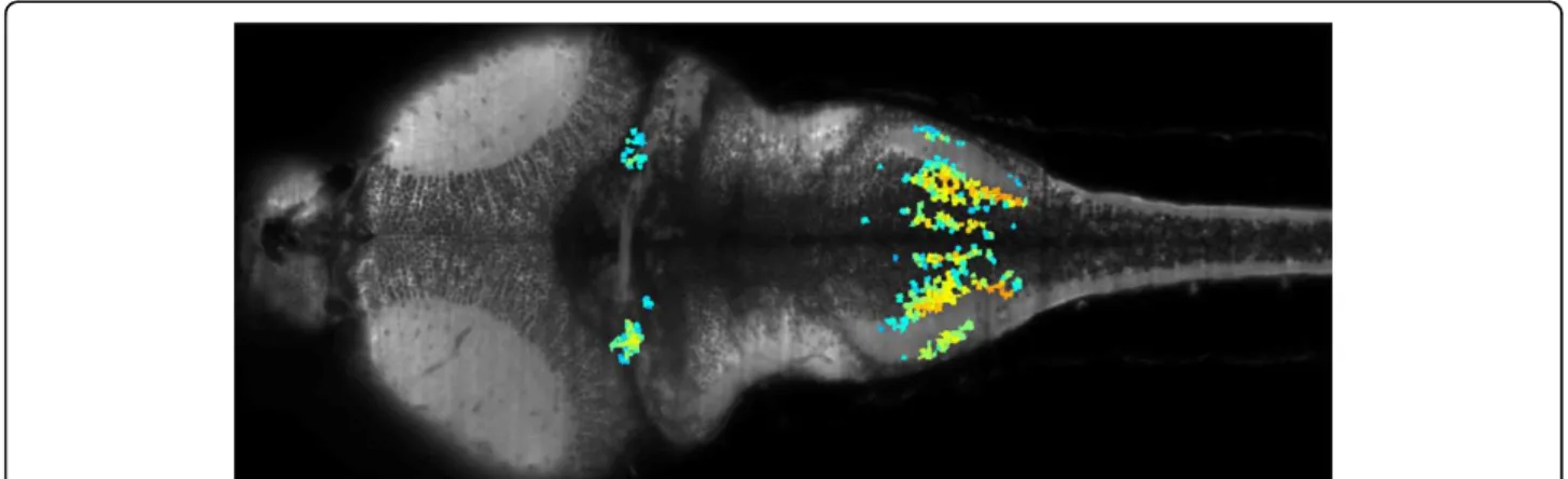 Figure 1 Image of the brain of a 6 day-old GCaMP3 zebrafish obtained by SPIM. Colored neurons indicate a set of neurons showing correlated activity.