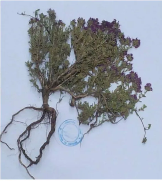 Figure 1 : Photo du spécimen Thymus satureioïdes de l’Herbier National de l’Institut  Scientifique, Rabat
