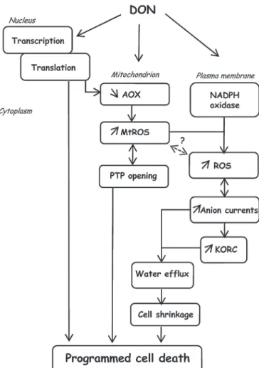 Fig. 7. Possible pathways induced by DON and leading to cell death of BY2 cells.