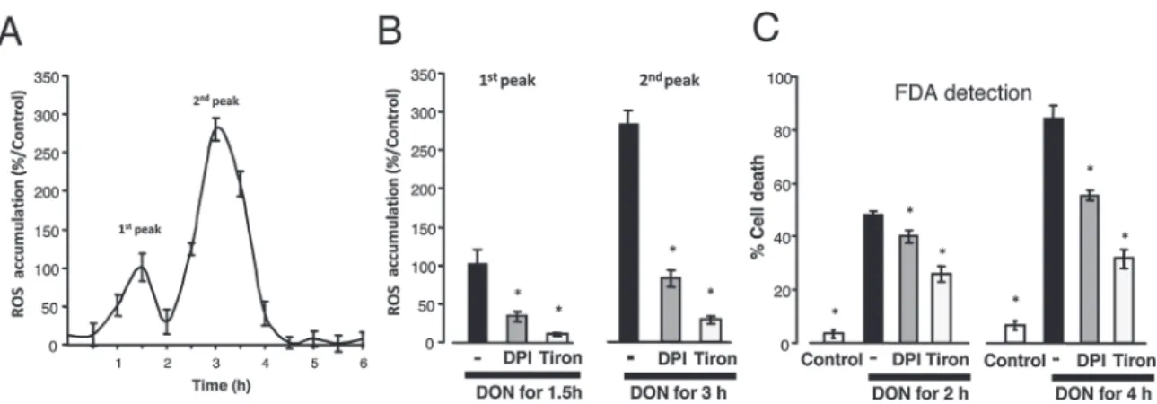 Fig. 4. DON-induced ROS production in BY2 tobacco cells. (A) H 2 O 2 accumulation (%/control) in the medium of cells treated with DON (50mg ml − 1 )