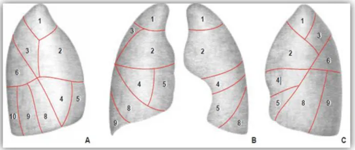 Figure 3 : Situation des segments à la surface des poumons.  