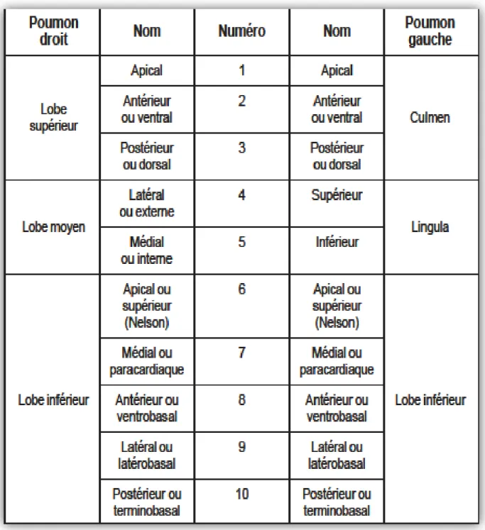 Tableau 1 : Nom des segments et leurs bronches. 