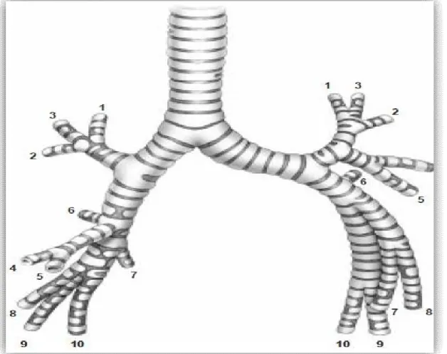 Figure 10: Arbre bronchique de face.( pour la dénomination   des bronches et des segments voir Tableau 1)