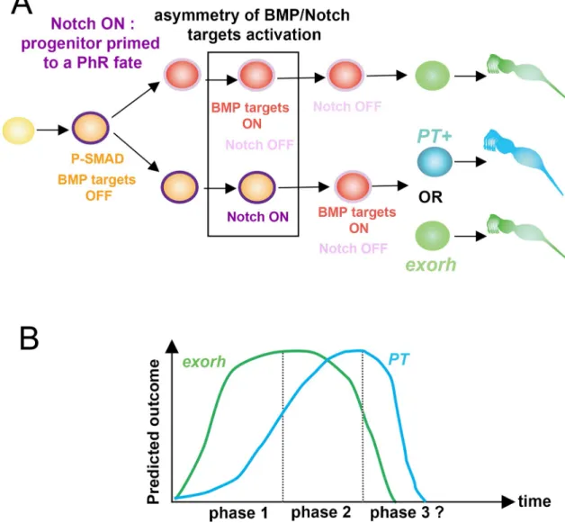 Fig 8. Schematized summary of the present study. (A). A naïve progenitor (yellow) activates Smad1/5/8 and Notch signaling (purple outline)