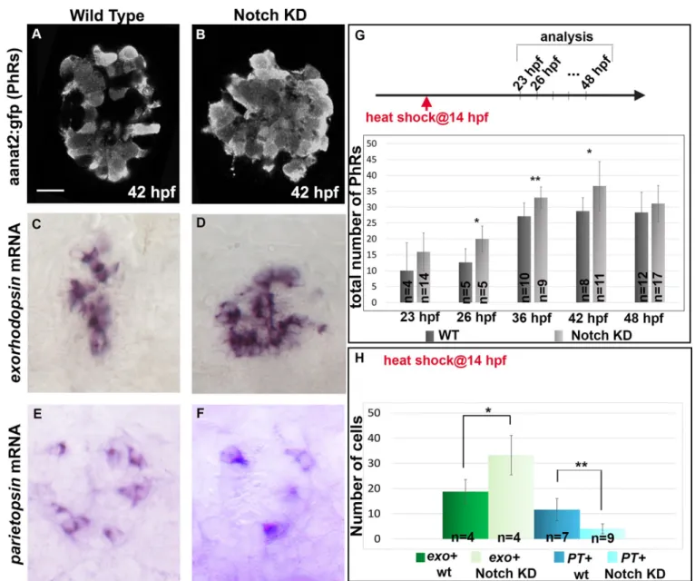 Fig 3. Impairing Notch activity modifies the timing of PhR differentiation and favors early PhR fate at the expense of late PhR fate