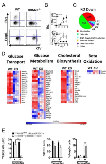 Fig. 3. Transcriptional deregulation of key metabolic pathways in TRIM28 −/− T cells. (A and B) Dot plots and quantification showing Cell Trace Violet (CTV) dilution (A), IFN γ (A and B) and Foxp3 (A and B) expression in differentiated TRIM28 −/− or litter