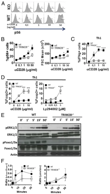 Fig. 5. Inefficient CD28–PI3K–mTOR signaling in TRIM28 −/− T cells. (A and B) Representative profiles (A) and quantification of ribosomal S6 phosphorylation (B) and blasting (B) 24 h after activation of TRIM28 −/− or littermate control naive CD4 + T cells 